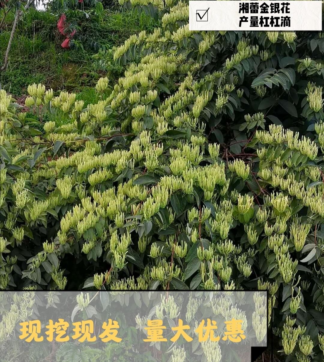 湘蕾一号金银花苗  湘雷五号金银花苗 湘雷金银花苗 湘雷花王