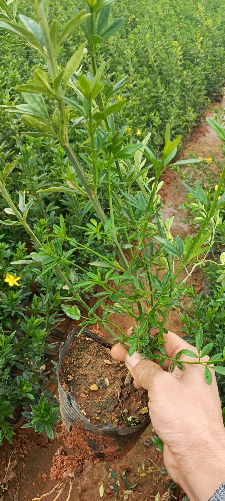 紅素馨  云南黃素馨  迎春花