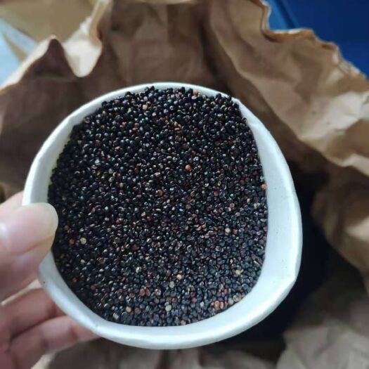 静乐县黑藜麦  秘鲁纯，纯度高，亮度好
