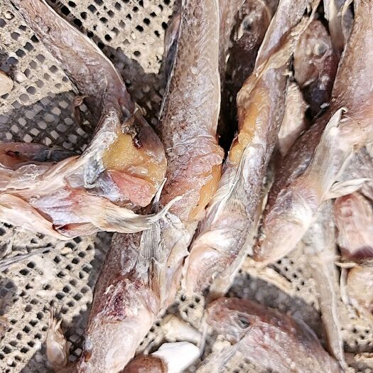 沙光鱼 渤海湾的新货狗光鱼，满黄满籽，没有乱刺，净重28