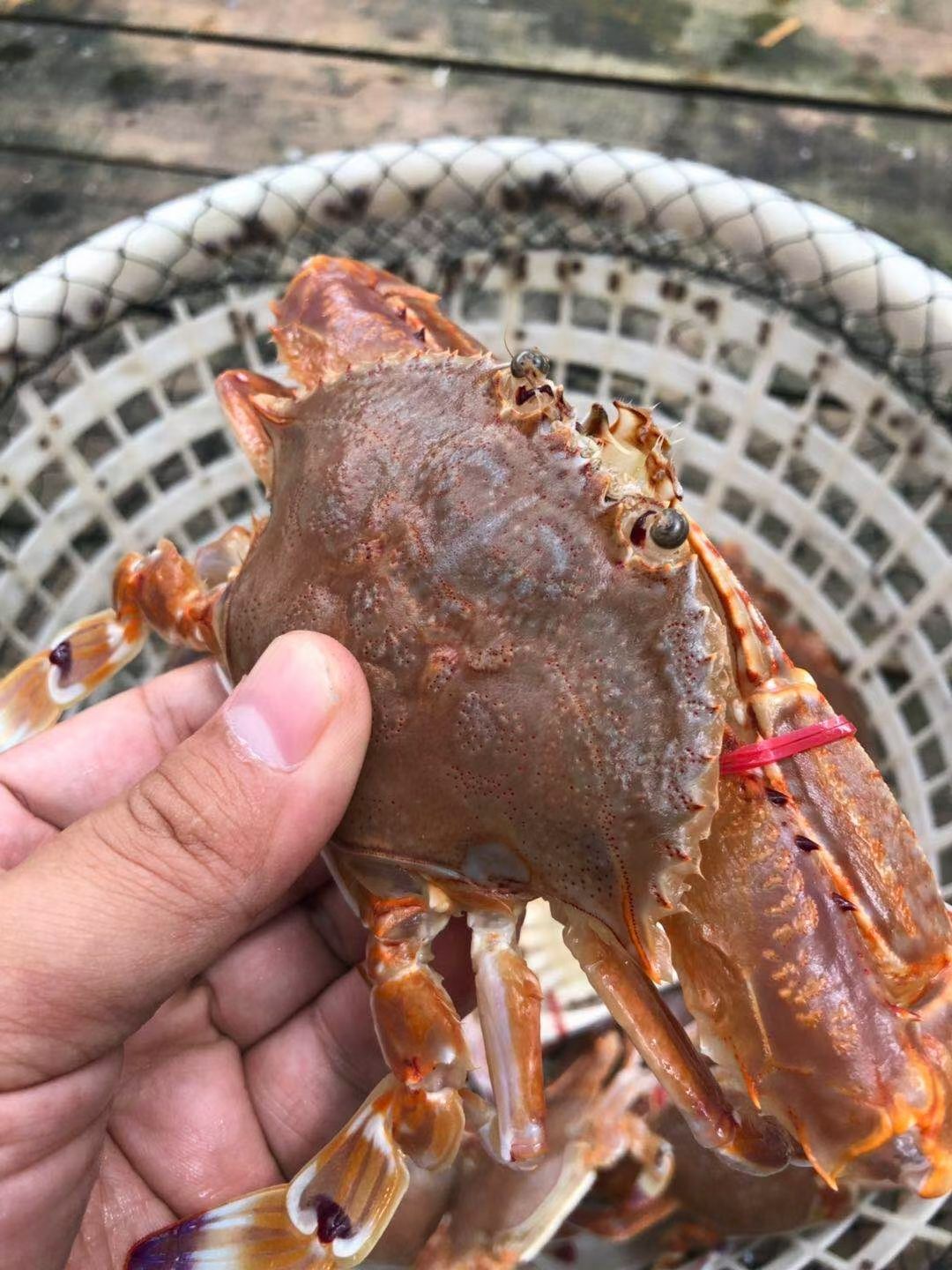 东山县岩头蟹  扁蟹又称肉蟹