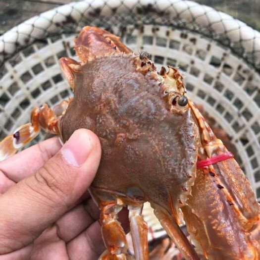 东山县岩头蟹  扁蟹又称肉蟹