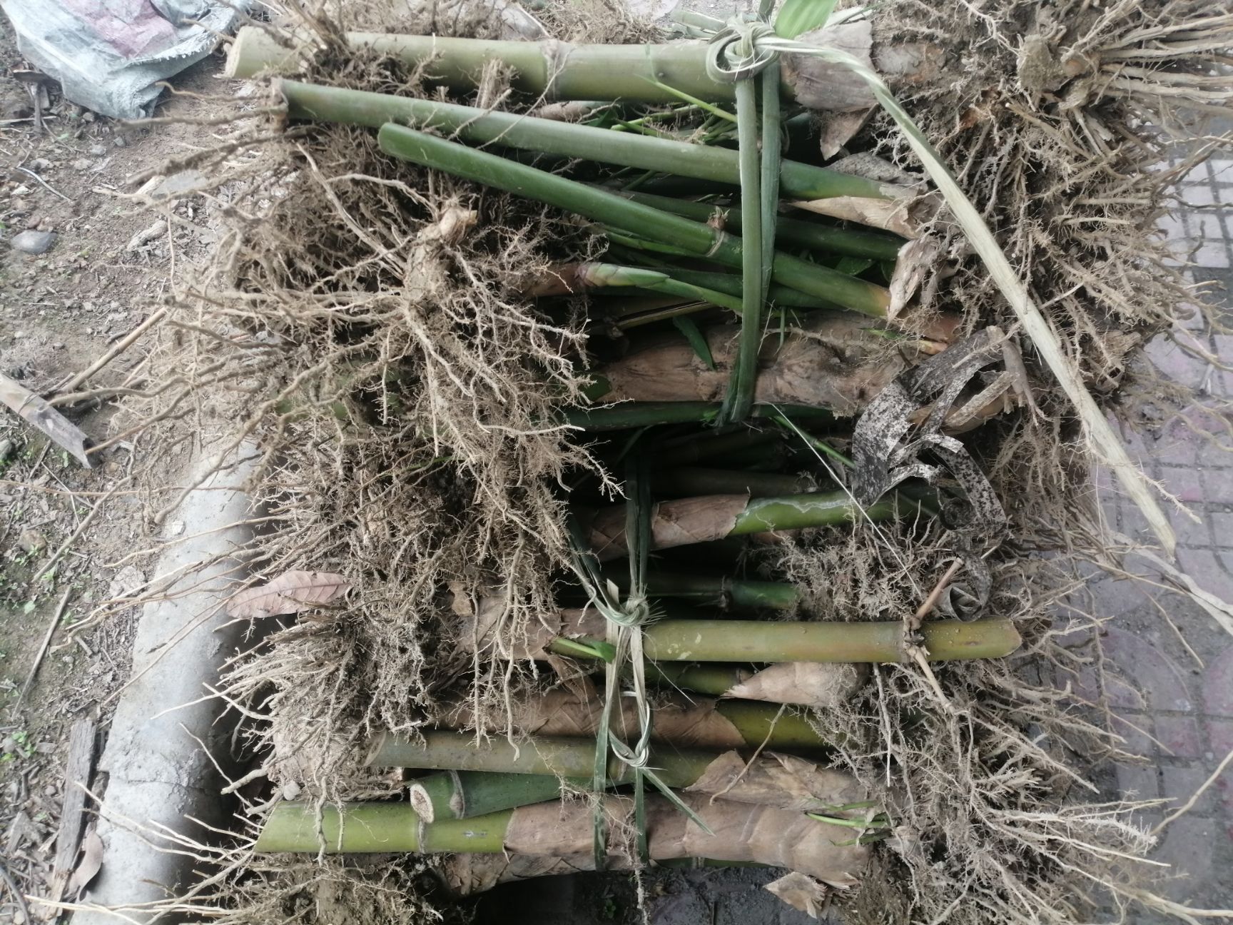 麻竹苗  两年麻竹笋苗 甜竹苗 螺蛳粉酸笋 当年种当年有笋产