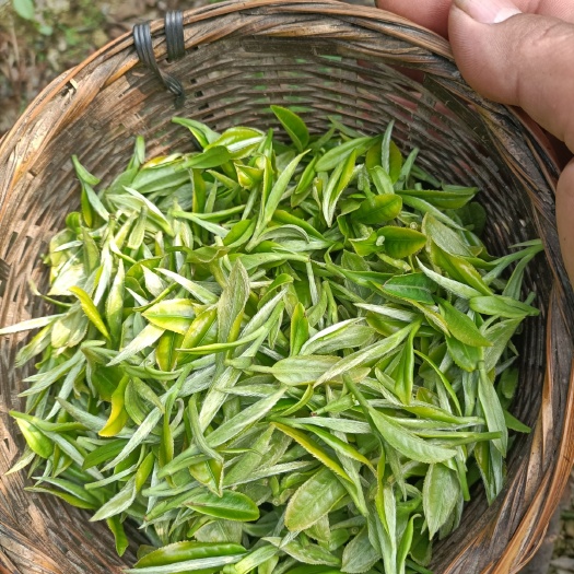 三江县正山小种  红茶绿茶不好喝包退