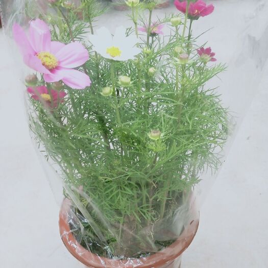 广州 波斯菊