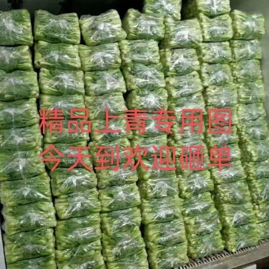 曹县上海青 山东省菏泽市曹县 8 ~10cm 