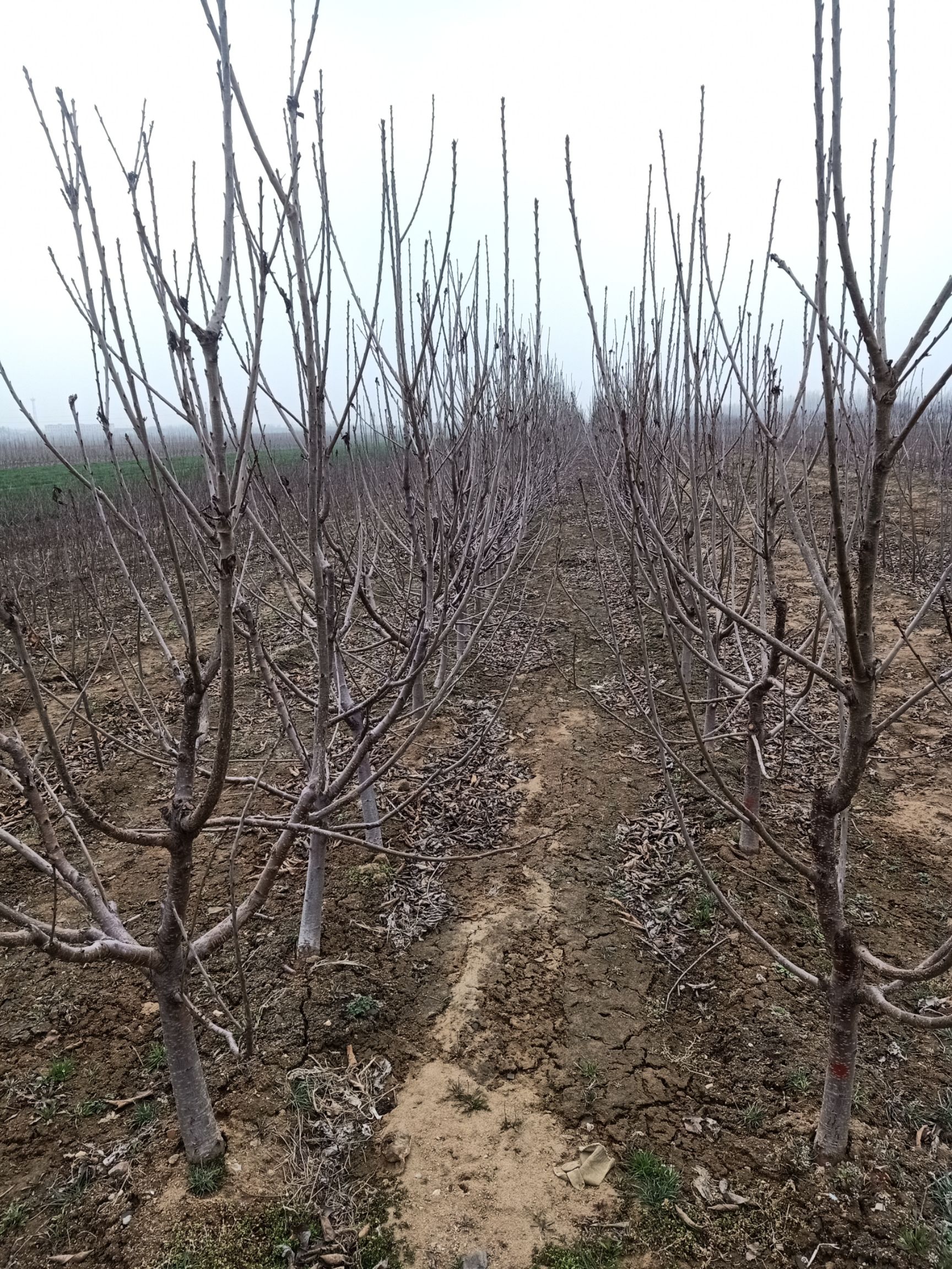 黑珍珠苗 黑珍珠樱桃苗批发基地 黑珍珠樱桃树苗价格 品种纯正