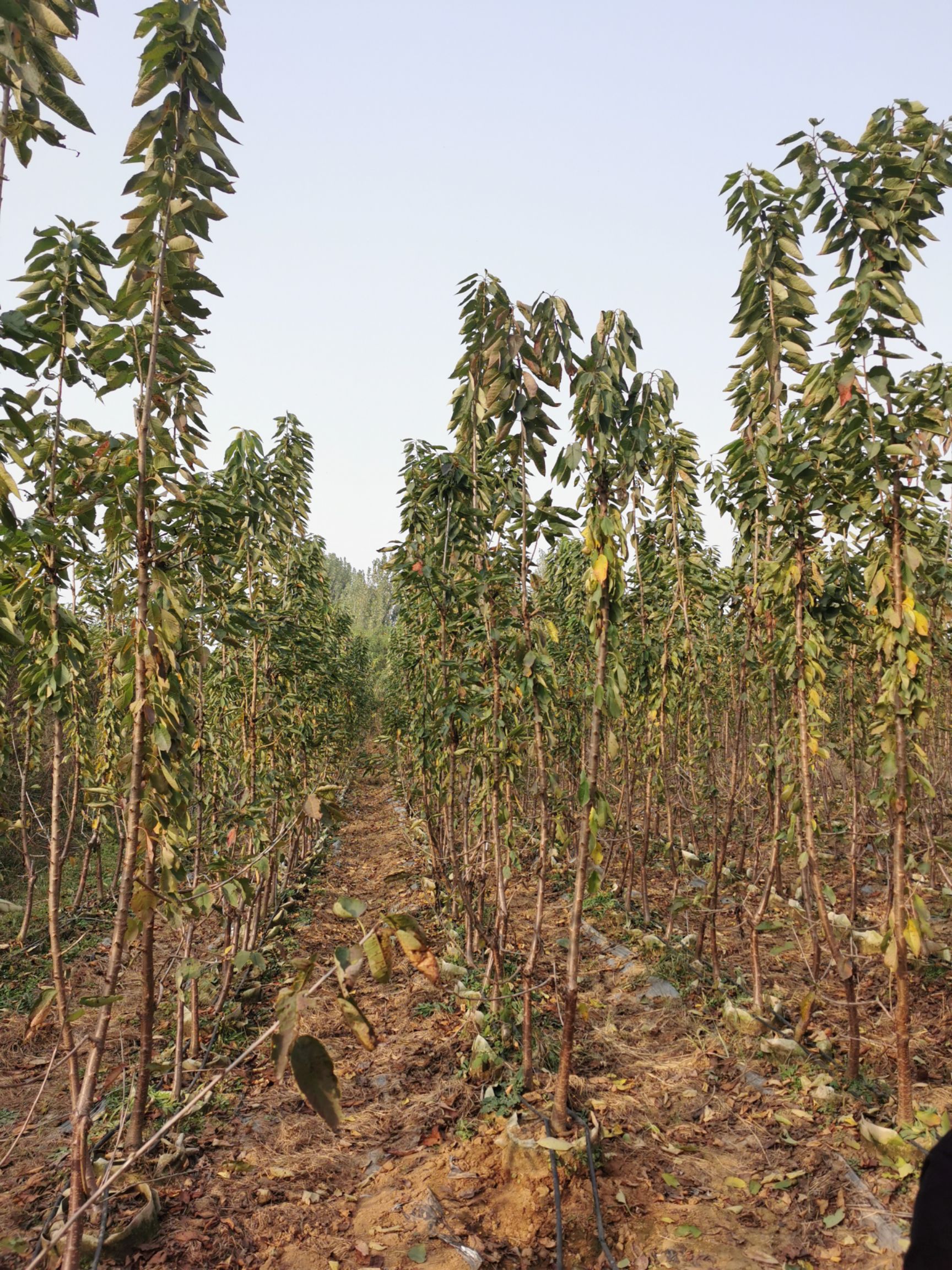  沙王樱桃苗价格 沙王樱桃树苗价格 瑞德樱桃苗批发
