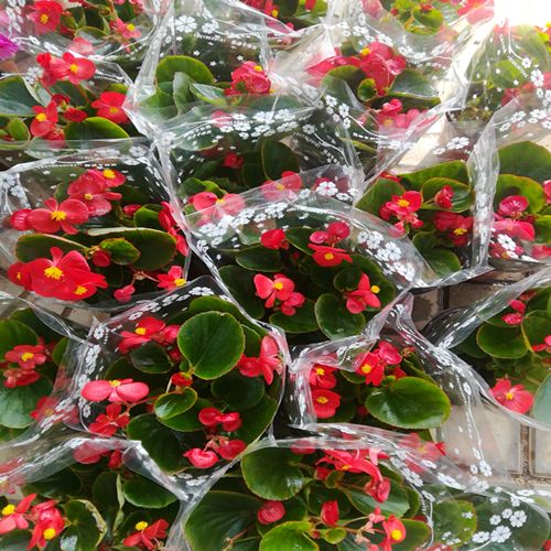 四季海棠花四季开花植物带花苞发货花期长阳台 美