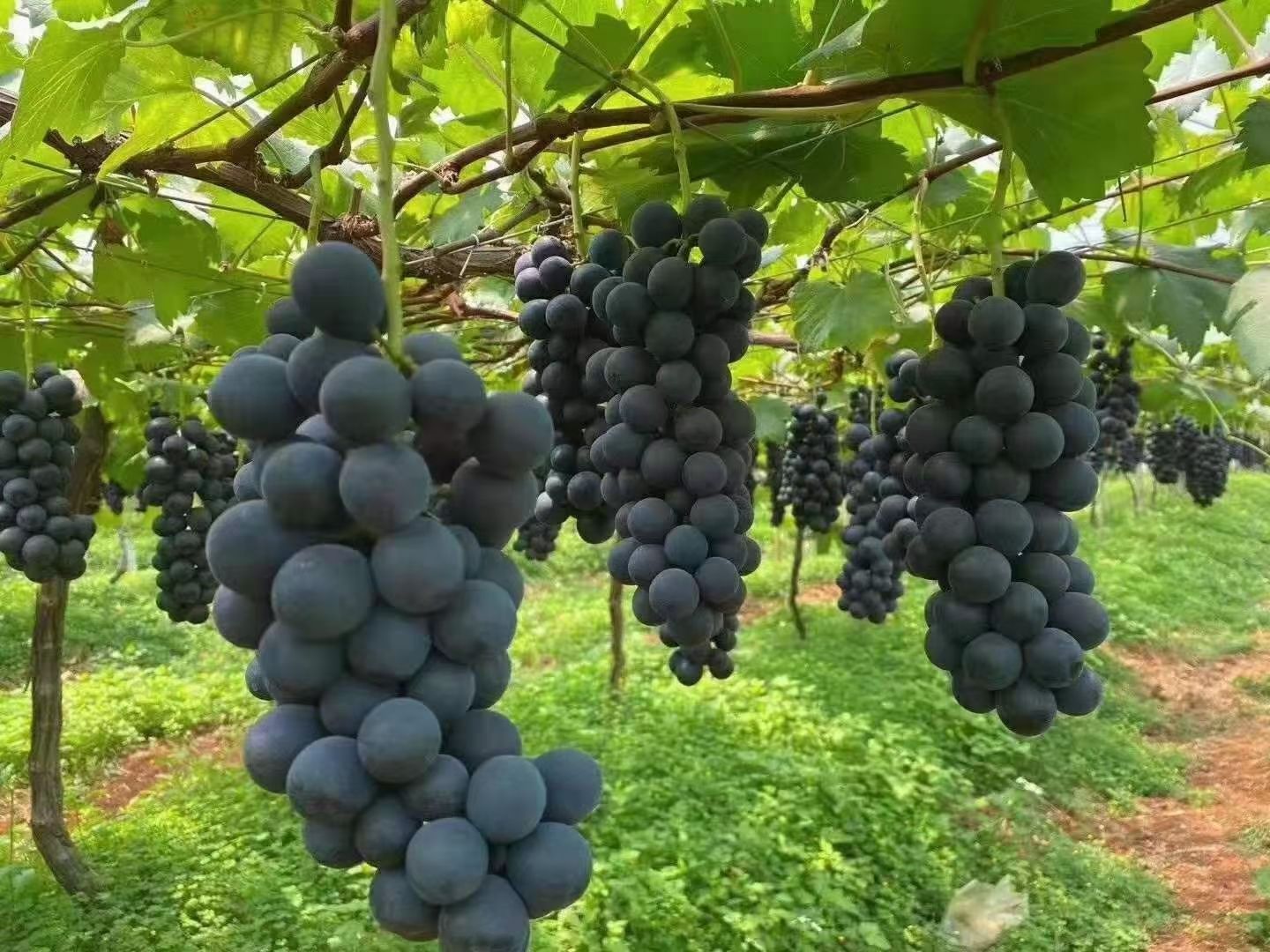 早黑玫瑰葡萄苗  黑玫瑰葡萄苗，种植简单收成快效益高