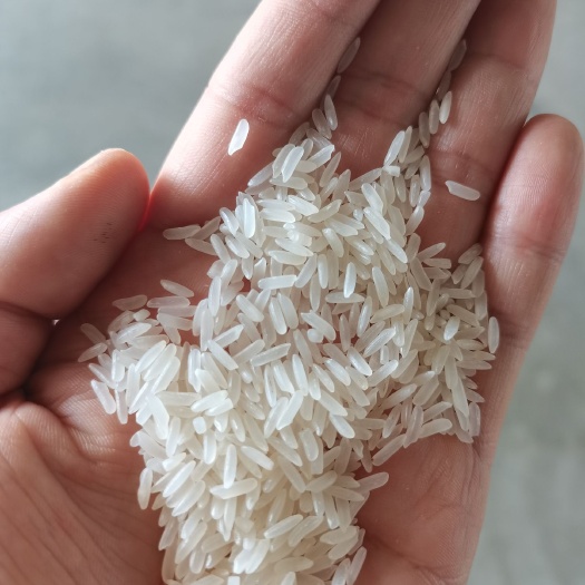 博罗县香米 美香粘