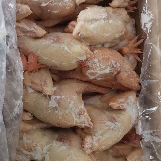 郑州鸡肉类 纯干老母鸡，全净膛去油去肺