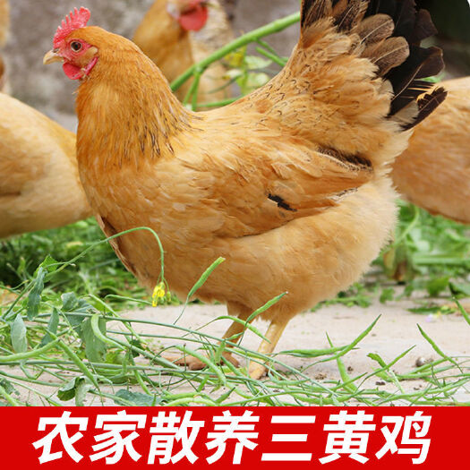 湘潭三黄鸡现杀三黄鸡农家散养土鸡整只山鸡鸡肉月子鸡新鲜活