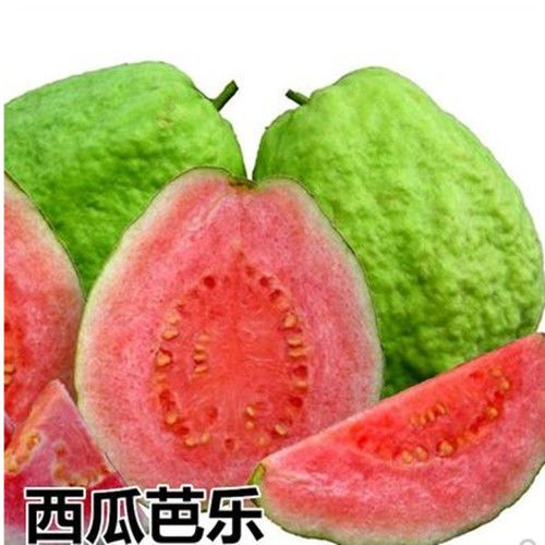 珍珠番石榴苗  番石榴苗嫁接芭乐树苗珍珠番石榴，当年结果