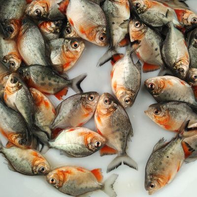 广州新品淡水白鲳鱼苗 红鲳鱼苗 食用鲳鱼苗活体 小型热带鱼养殖鱼