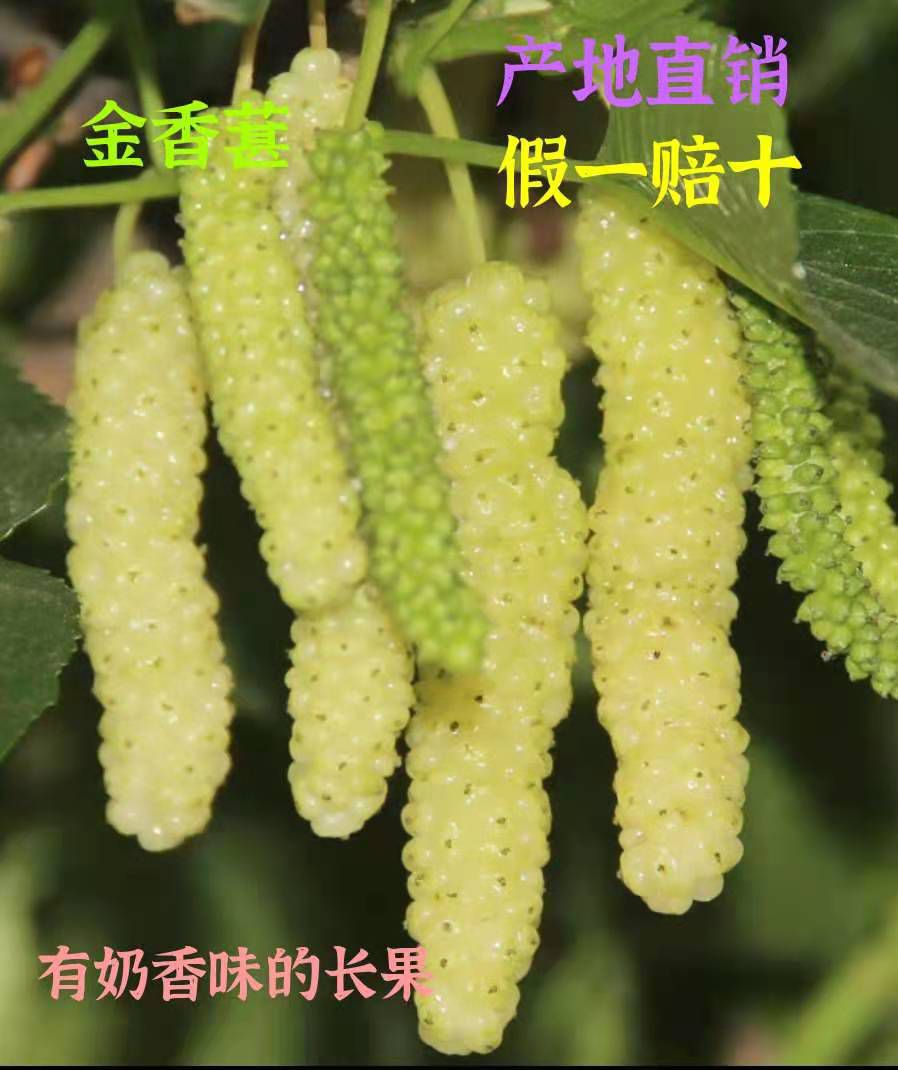 白长果桑苗  香金葚甜果苗 正宗海宁嫁接苗
