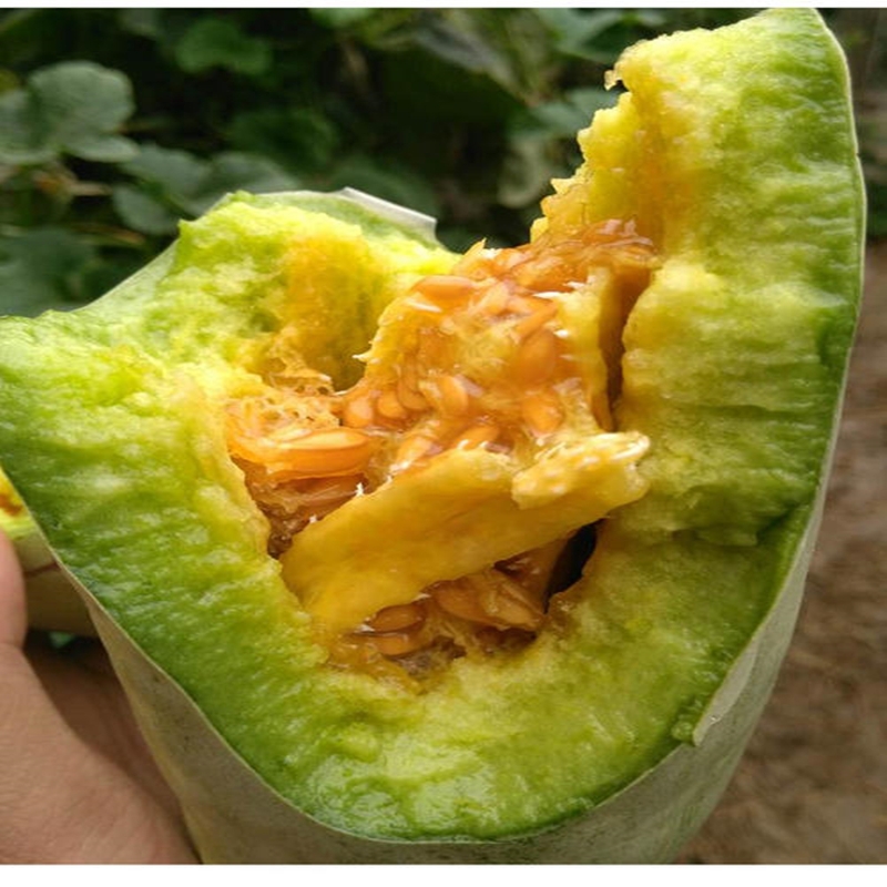  正宗羊角蜜瓜酥甜瓜种子种籽苗蔬菜孑秧脆高产四季香瓜春季瓜苗孑