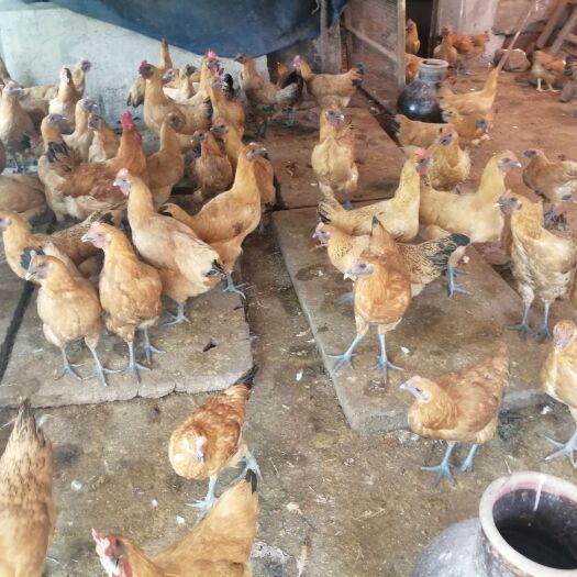 重庆市土鸡 5-6斤 母
