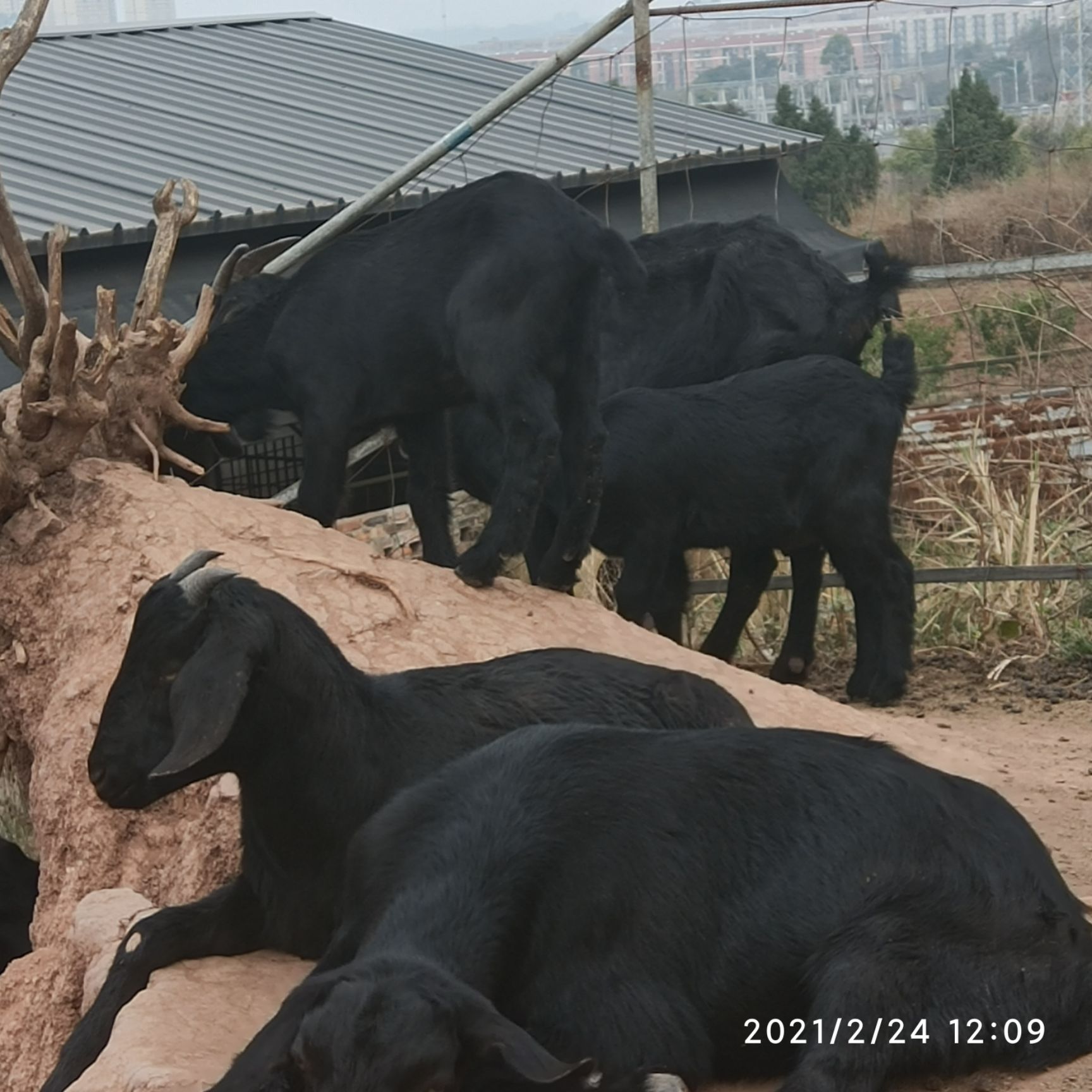 金堂努比亚黑山羊生长快产仔多