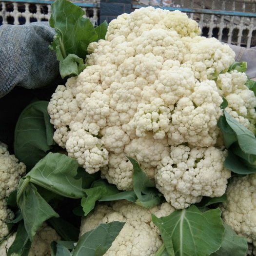 新野县白花菜花  有机花菜青梗白面