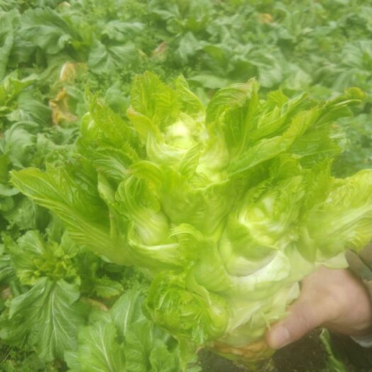 汶川县大量出售儿菜(经历了风雪，口感好的很）