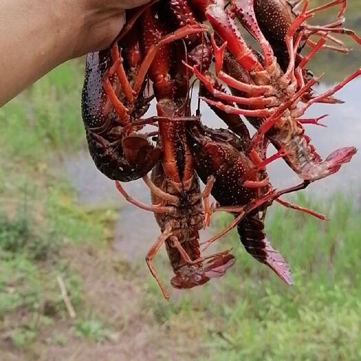 大竹县小龙虾苗 虾苗出售非诚勿扰