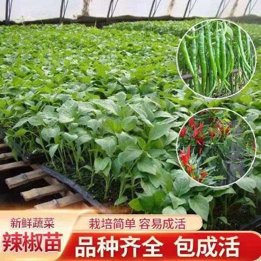 沭阳县线椒苗 8～10片真叶