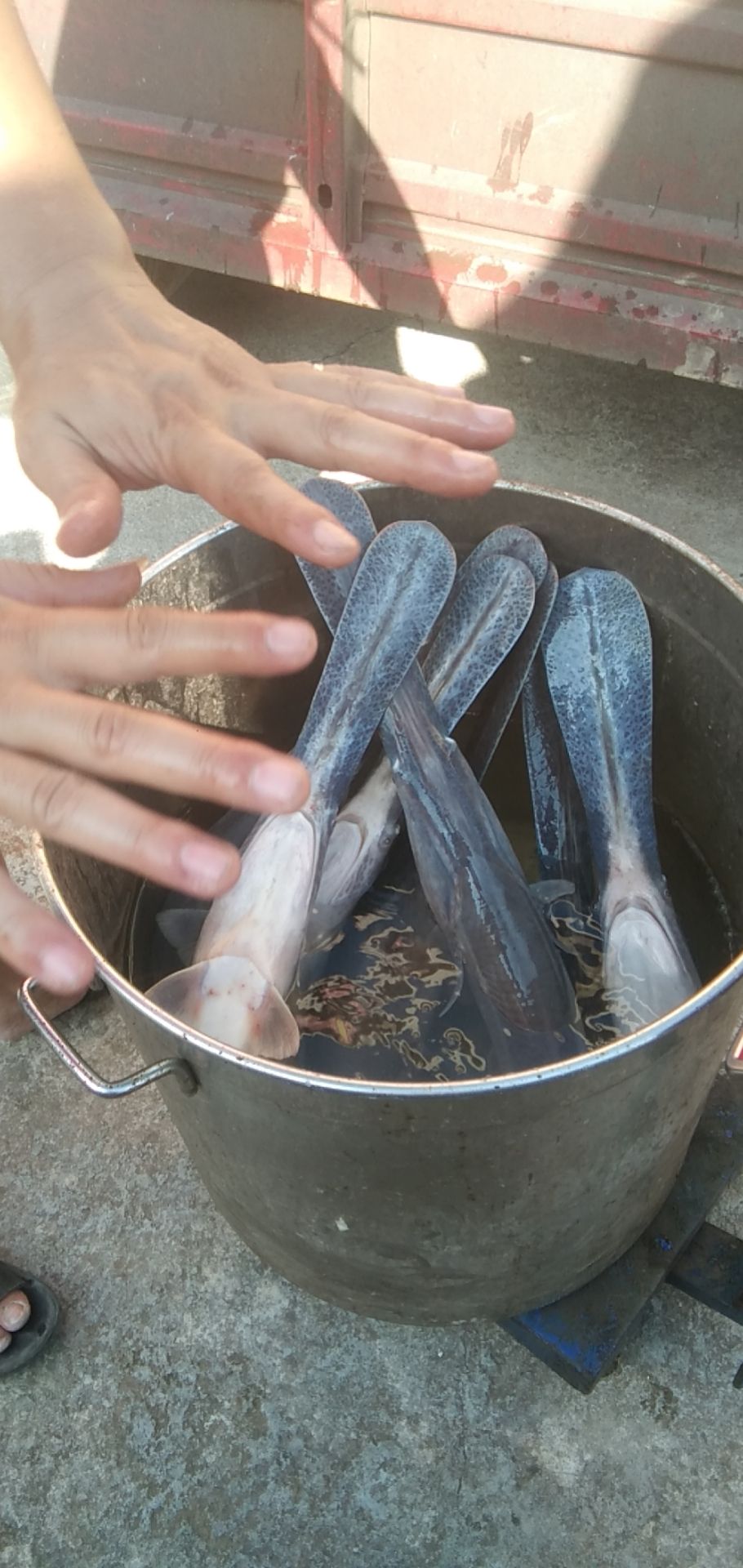 鸭嘴鱼苗  鸭嘴鱼3斤左右一条一万斤