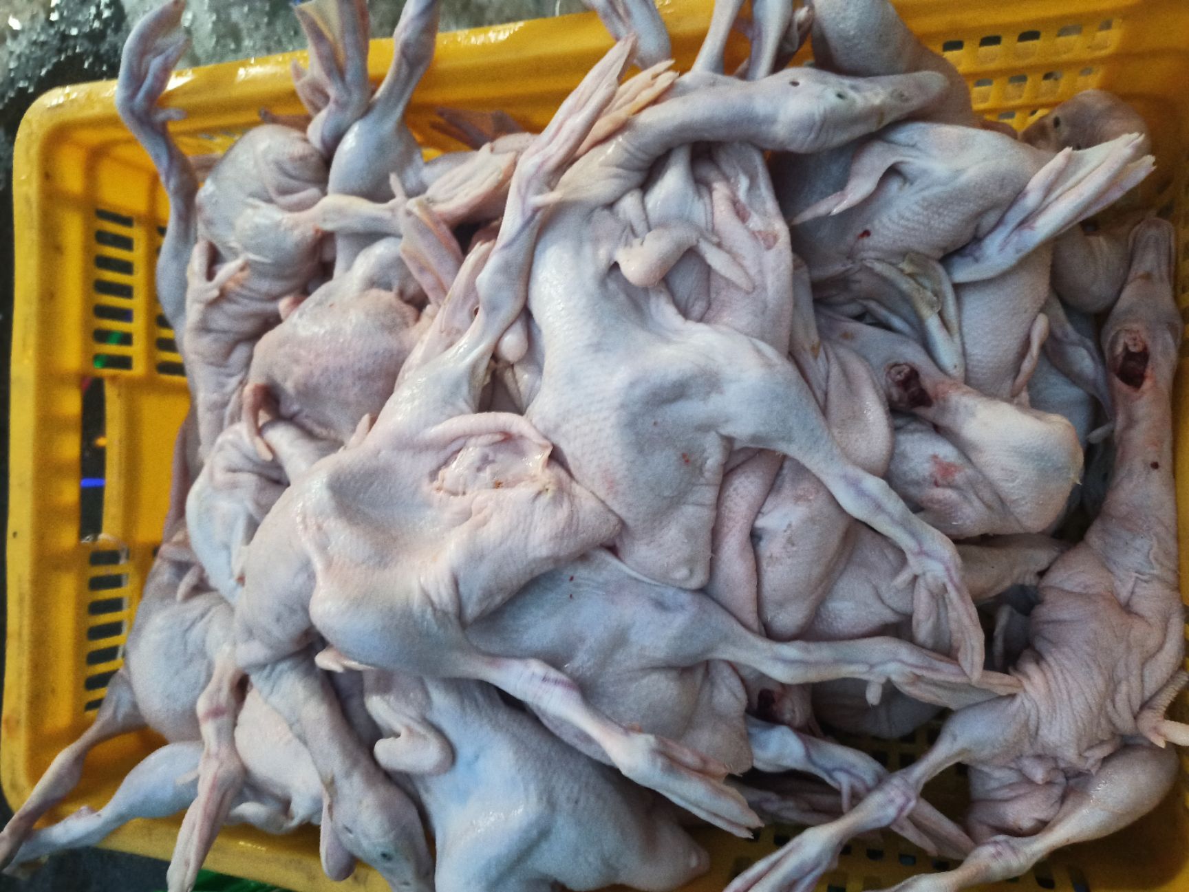 BB鸭乳鸭 一只9两至一斤 价格实惠质量好每天新