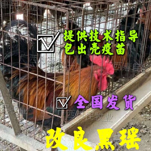 南宁（热销好货）改良黑瑶/青脚土鸡苗 孵化厂直销全国发货