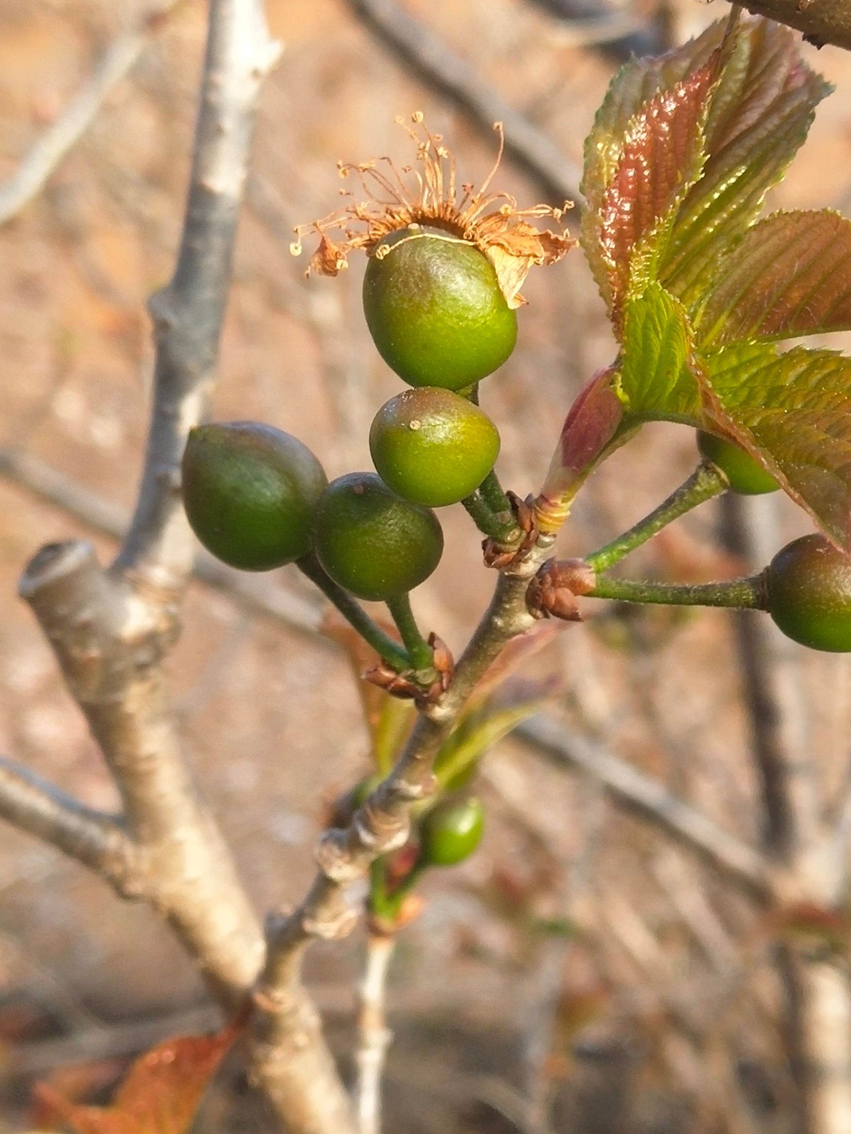 红灯樱桃 个大味甜多汁