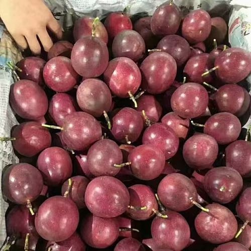 灵山县台农一号百香果苗  百香果苗 台农嫁接百香果苗 带营养土球发货