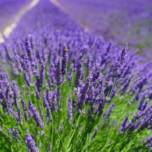 沭阳县薰衣草种子四季种易活庭院阳台盆栽室内花籽香草种孑