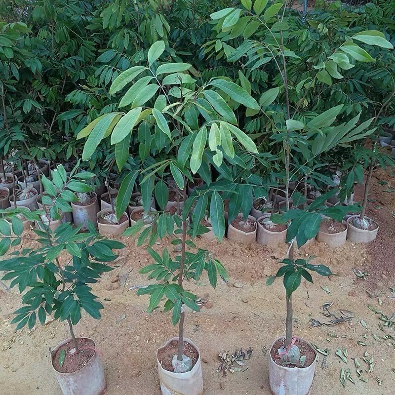 龙眼树苗嫁接石硖四季龙眼苗蜜龙苗盆栽地栽南北方种植果树苗
