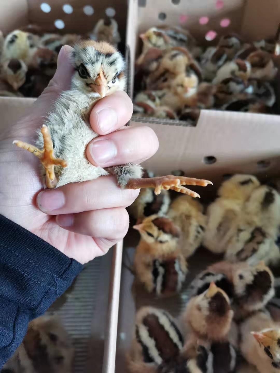 （热销好货）改良黑瑶/青脚土鸡苗 孵化厂直销全国发货