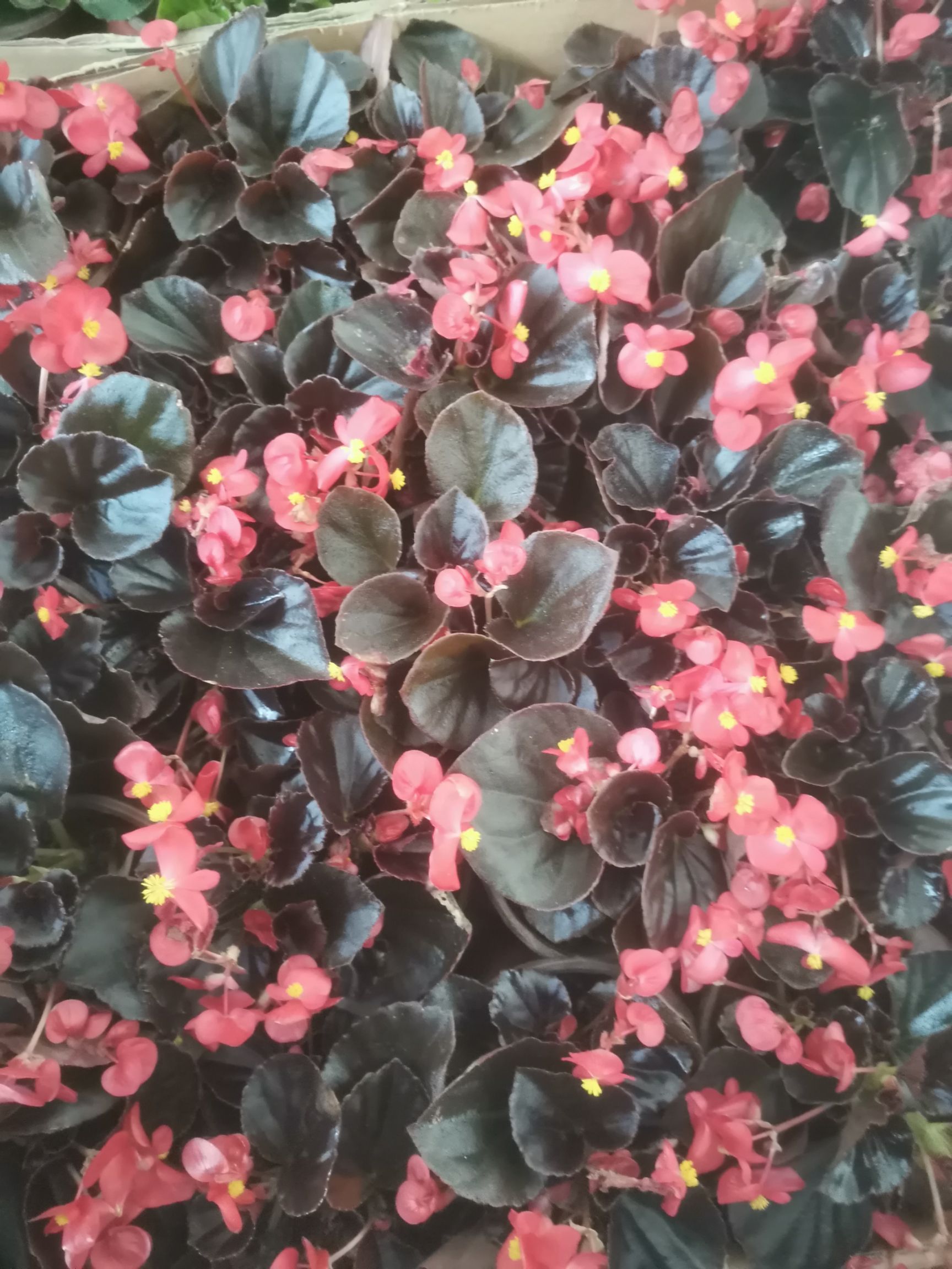 四季海棠花四季开花植物带花苞发货花期长阳台 美