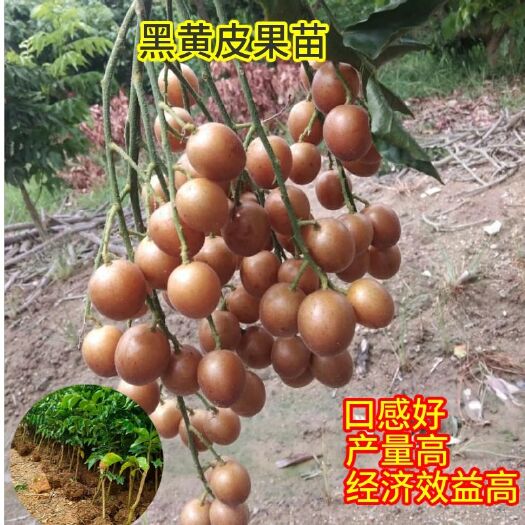 灵山县黑黄皮果苗  黑黄皮苗黑金刚黄皮苗苗场直销品种保证