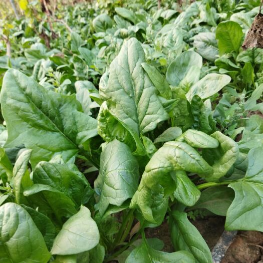 清徐县清徐县徐沟镇西楚王村有三棚大叶菠菜上市，在太太路旁交通方便