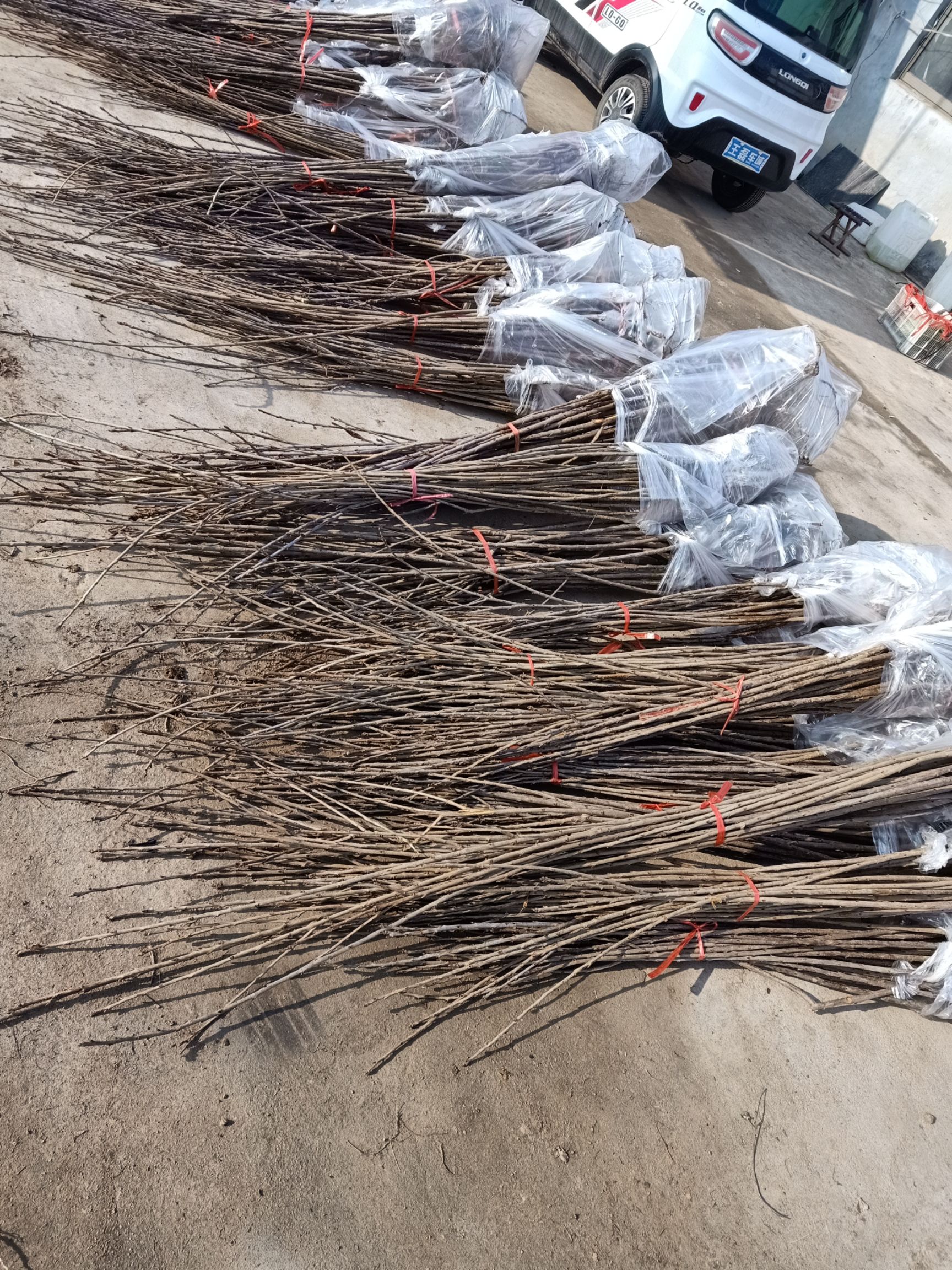 黑珍珠苗 黑珍珠樱桃苗批发基地 黑珍珠樱桃树苗价格 品种纯正