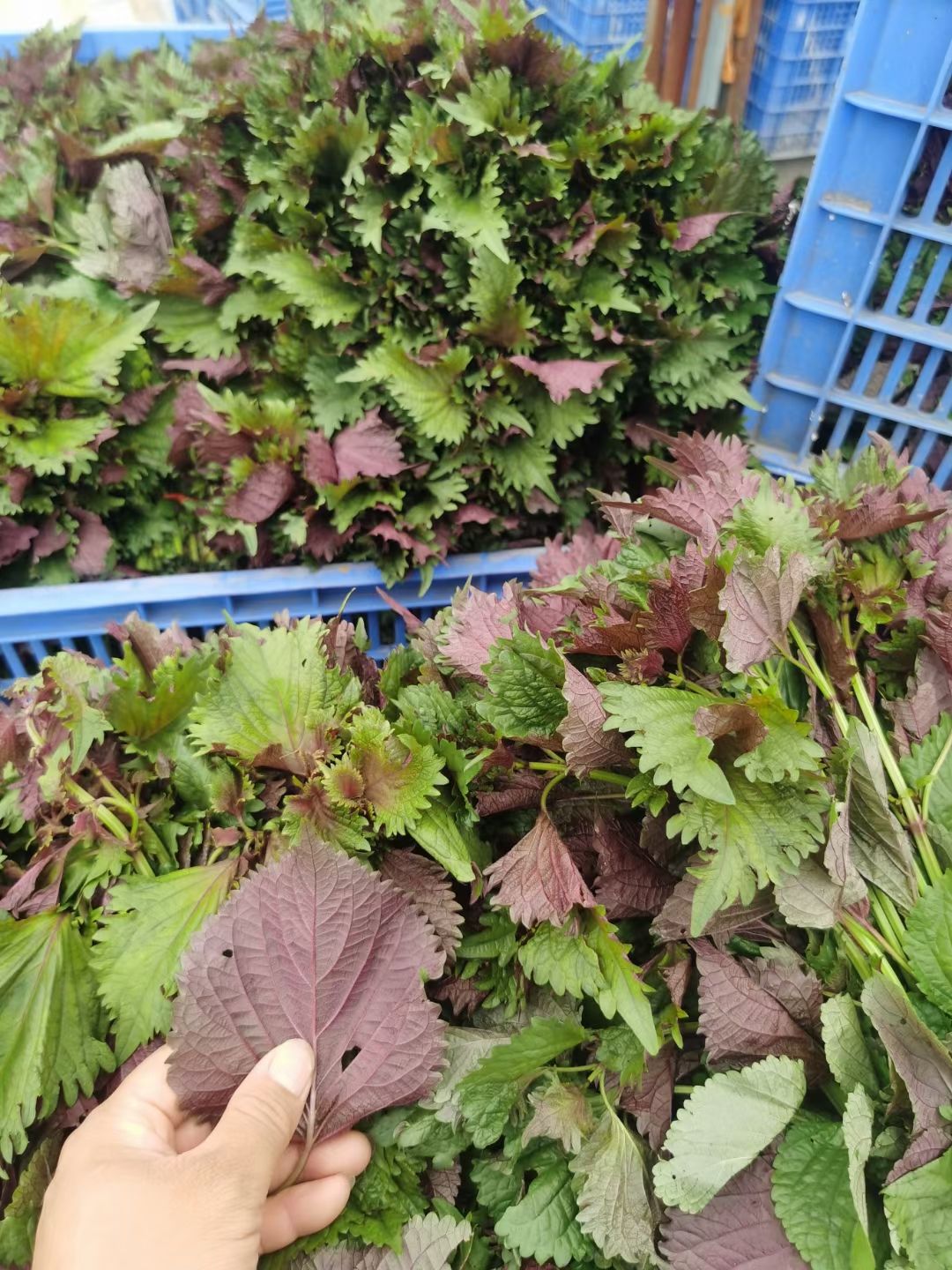 新鲜紫苏  （罗定市行海农业紫苏种植示范基地直供）