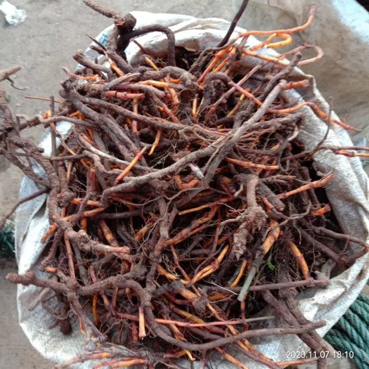 丽江红参苗 小红参鲜品