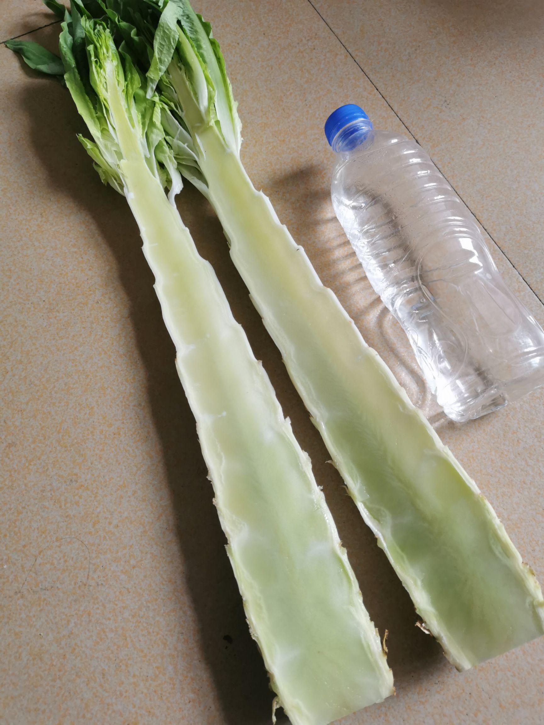 青尖叶莴笋 露天种植贡笋，色鲜味美，口感香脆，绿色无公害蔬菜。