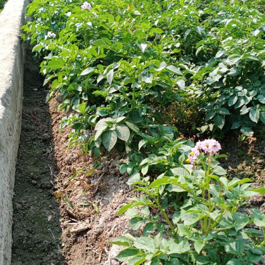 梁河县荷兰14土豆 云南省德宏傣族景颇族自治州梁河县 2~4两 