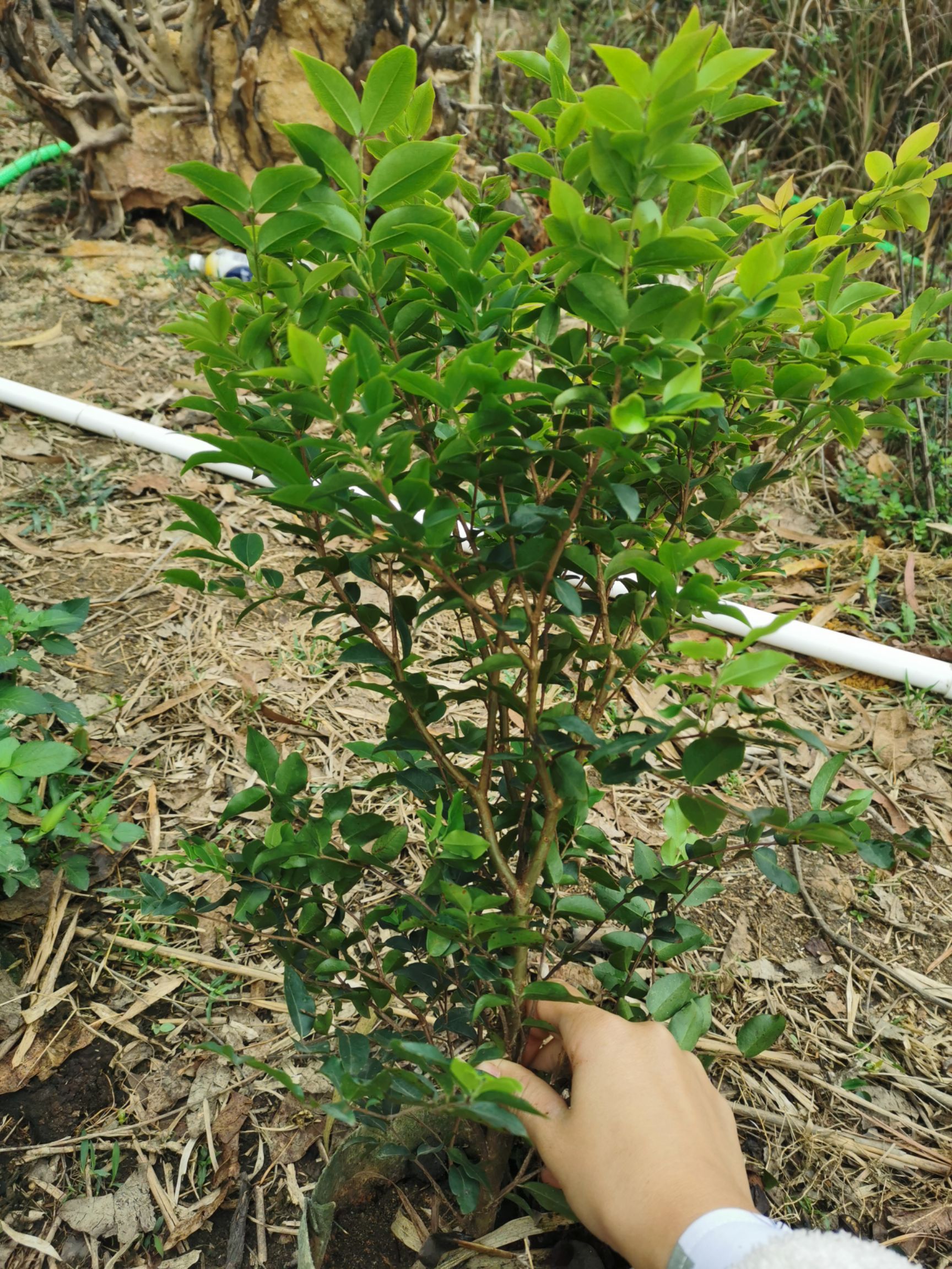 嘉宝果苗 沙巴嘉宝果苗 四季早生嘉宝果苗 带土发货