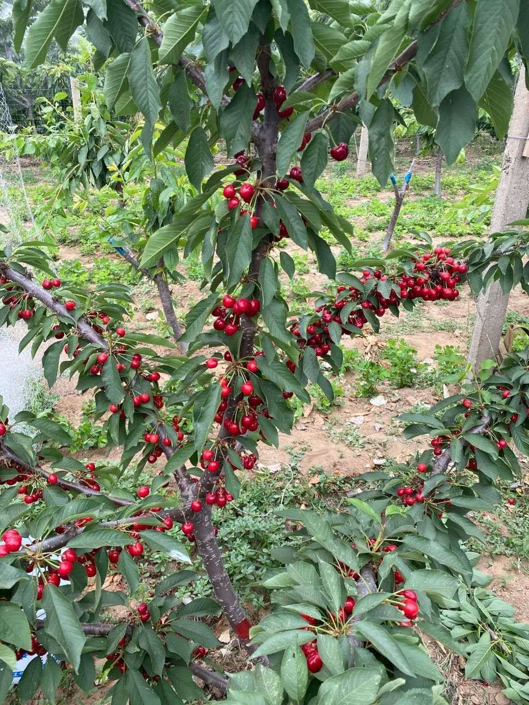 黑珍珠苗 黑珍珠樱桃苗批发基地 黑珍珠樱桃树苗价格 品种纯正