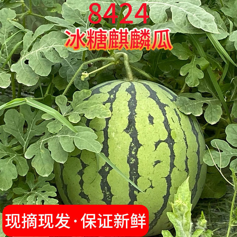 河南夏邑麒麟瓜一件代发包售后8424西瓜美都电商供应链