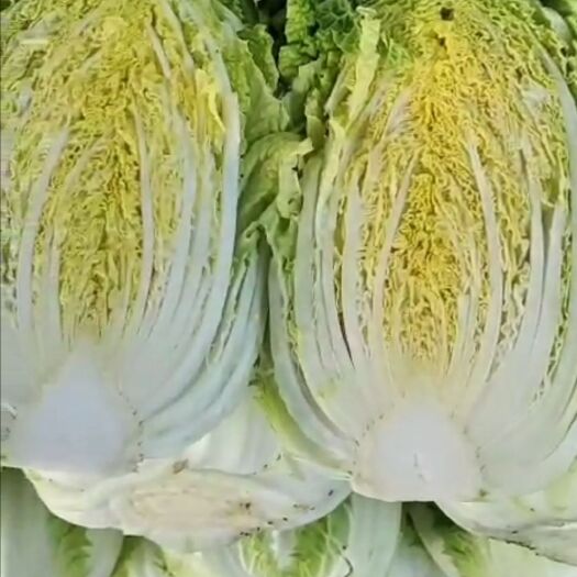 兰陵县万亩黄心大白菜上市中