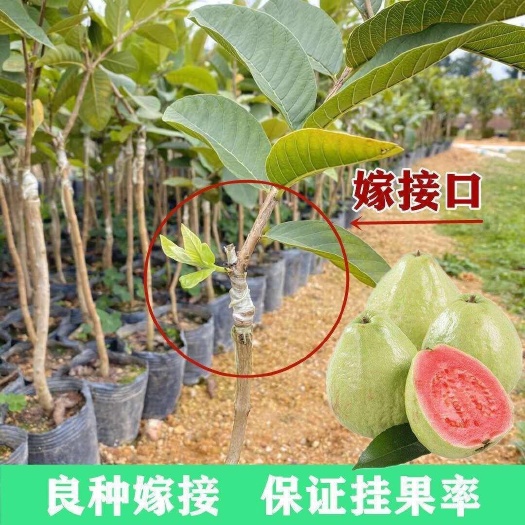灵山县珍珠番石榴苗  番石榴苗嫁接芭乐树苗珍珠番石榴，当年结果
