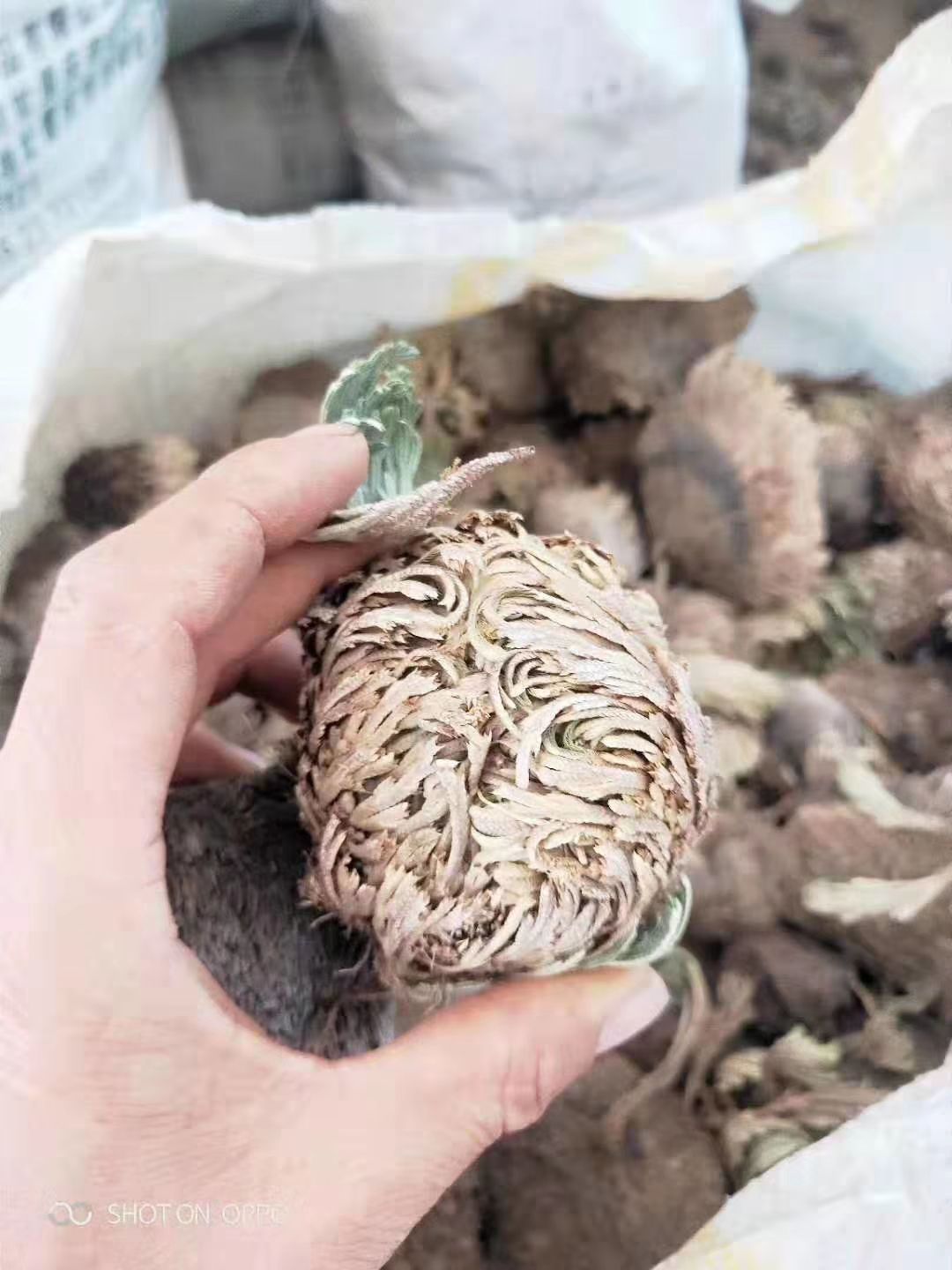  卷柏干品