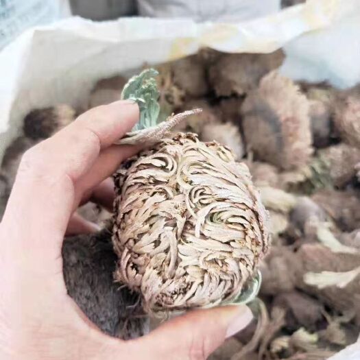 丽江 卷柏干品